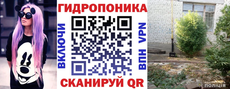 Конопля сатива  Советская Гавань 
